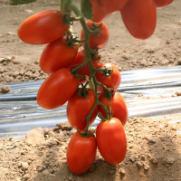 POMODORO ALLUNGATO ADAMO GREEN F1