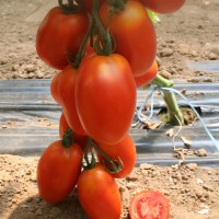 POMODORO ALLUNGATO ADAMO GREEN F1