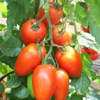 POMODORO SAN MARZANO F1