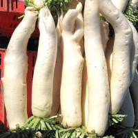 RAVANELLO DAIKON