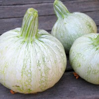 ZUCCHINO TONDO BIANCO