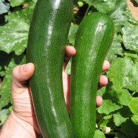 ZUCCHINO SCURO VRANGLER F1