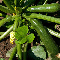 ZUCCHINO DIAMANT F1