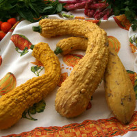 ZUCCHINO FRIULANO RUGOSO