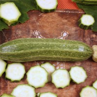 ZUCCHINO LUNGO FIORENTINO F1