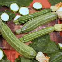 ZUCCHINO LUNGO FIORENTINO F1