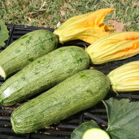 ZUCCHINO LUNGO CHIARO F1