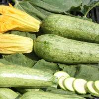 ZUCCHINO LUNGO CHIARO F1