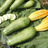 ZUCCHINO LUNGO CHIARO F1