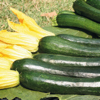 ZUCCHINO LUNGO SCURO F1