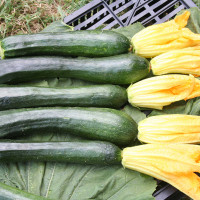 ZUCCHINO LUNGO SCURO F1