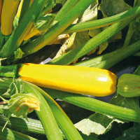 ZUCCHINO GIALLO F1