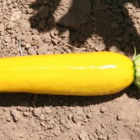 ZUCCHINO GIALLO F1