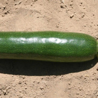 ZUCCHINO LUNGO SCURO F1