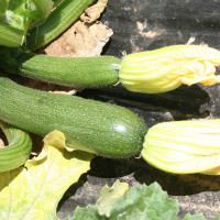 ZUCCHINO LUNGO CHIARO GREYNESS F1