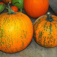 ZUCCA AMERICANA