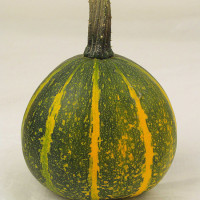 ZUCCA ORNAMENTALE