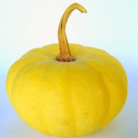 ZUCCA ORNAMENTALE