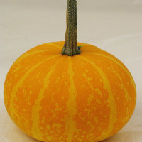 ZUCCA ORNAMENTALE