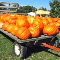 ZUCCA GIGANTE