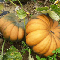 ZUCCA MOSCATA DI PROVENZA