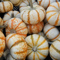 ZUCCA ORNAMENTALE