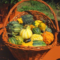 ZUCCA ORNAMENTALE MIX