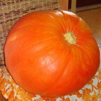 ZUCCA QUINTALE