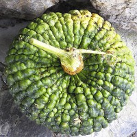 ZUCCA MARINA DI CHIOGGIA