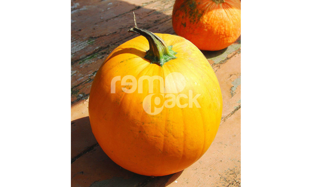 ZUCCA QUINTALE