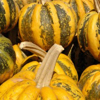 ZUCCA AMERICANA