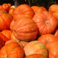 ZUCCA GIGANTE