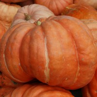 ZUCCA GIGANTE