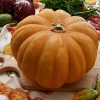 ZUCCA MOSCATA DI PROVENZA