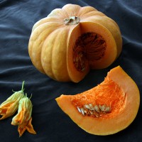 ZUCCA MOSCATA DI PROVENZA