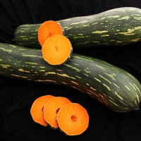 ZUCCA LUNGA DI NAPOLI