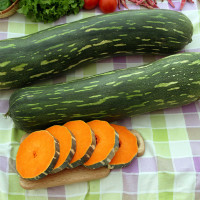 ZUCCA LUNGA DI NAPOLI