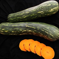 ZUCCA LUNGA DI NAPOLI