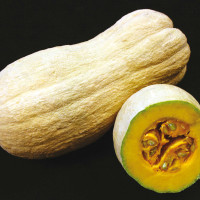 ZUCCA BUTTERNUT VIOLINA RUGOSA