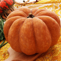 ZUCCA MOSCATA DI PROVENZA