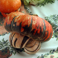 ZUCCA TURBANTE