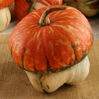 ZUCCA TURBANTE