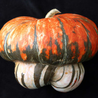 ZUCCA TURBANTE