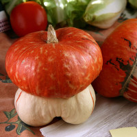 ZUCCA TURBANTE