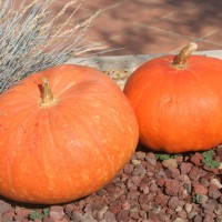 ZUCCA GIGANTE