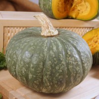 ZUCCA DELICA F1