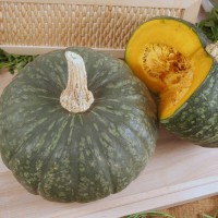 ZUCCA DELICA F1