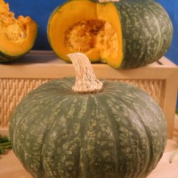 ZUCCA DELICA F1