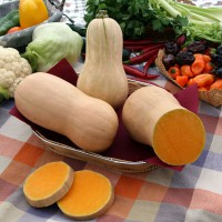 ZUCCA BUTTERNUT LISCIA