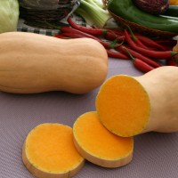 ZUCCA BUTTERNUT LISCIA